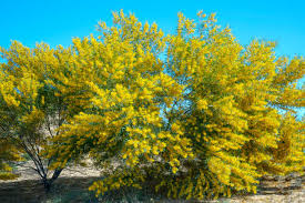 Image result for Acacia auriculiformis
