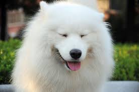 صور أقوياء البنية أقوياء البنية samoyed dogs beautiful dogs samoyed