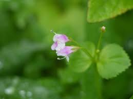 Image result for Scrophulariaceae