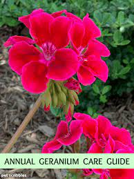 Geranium Care How To Grow Annual Geraniums Geranium Care Geranium Plant Growing Geraniums