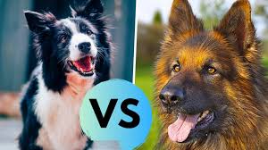 Check spelling or type a new query. German Shepherd Vs Border Collie Comparsion Choosing A Puppy Youtube