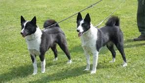 Image result for karelský medvědí pes