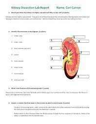 Ivy Tech Community College Of Indiana Anatomy 102 Kidney Dissection Lab Report 1 This Scored 100 Ivy Tech Dissection Community College