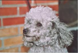 Jan 06, 2020 · 1 definition. Erkrankungen Der Nebennieren Beim Hund Canosan