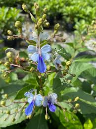 Image result for Clerodendrum buchneri