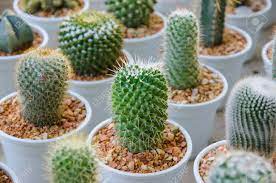 Different species pictured on this site under 124 genera. The Small Different Types Of Cactus Plants Stock Photo Picture And Royalty Free Image Image 35586452