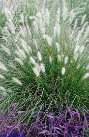 It is adorable and so very easy to grow, besides. Little Bunny Dwarf Fountain Grass 1 Gallon Ornamental Grass Perennial Pennisetum Fountain Grasses Gardener Direct