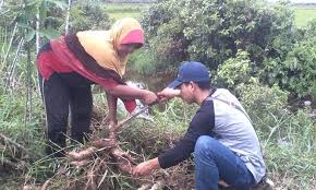 Sistem percabangan pada kemiri sunan adalah khas, bercabang tiga atau. Mengisi Libur Akhir Pekan Asyiknya Panen Singkong Di Kebun Teman Halaman All Kompasiana Com