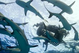 Oceanic Whitetips Responsible For Largest Shark Attack In History Uss Indianapolis Uss Indianapolis Sharks Shark Attack