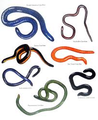 Recent highlights in the field of caecilian research. Caecilians Amphibians South American Caecilian Sticky Caecilian Panamanian Caecilian Vintage 1980s Book Plate Page Amphibians Book Plates South American