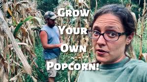 Farmer's Popcorn Cobs Demo/Review