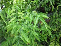 Daun belalai gajah (dbg) atau nama saintifik nya ialah clinacanthus nutans adalah merupakan herba tradisional yang telah digunakan secara tradisional untuk merawat penyakit,gigitan serangga dan haiwan berbisa yang beracun.ianya. Clinacanthus Nutans Belalai Gajah Herbs Is Effective Against Cancer Site Title