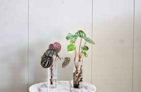 Peperomia leaf propagation in water. How To Propagate A Watermelon Peperomia Leaf And Paw