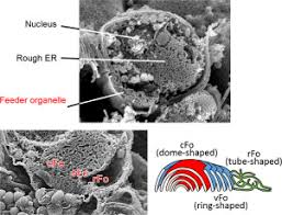 These small protozoan parasites are able to infect a wide range of hosts including mammals, birds, reptiles and fish. Three Dimensional Fine Structure Of Feeder Organelle In Cryptosporidium Parvum Sciencedirect