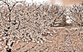 tree spring cherryblossoms puglia