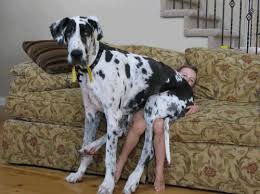 They are extremely affectionate dogs and like to be close to the people that they love. Funny Great Dane Sitting Kid Sofa Buzzsharer Com