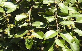 Image result for Anogeissus