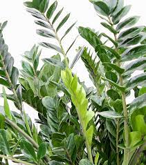 Maybe you would like to learn more about one of these? Zamioculcas Glucksfeder Pflege 123zimmerpflanzen