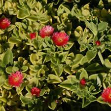 Image result for Merremia verecunda