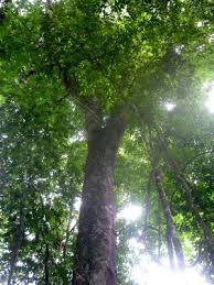 Image result for Dialium