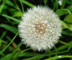 Free Image On Pixabay Dandelion Flower Roadside Boll Dandelion Flowers Dandelion Flower