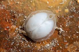 Image result for Galeomma