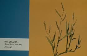Image result for Urochloa dictyoneura