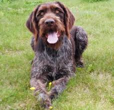 Image result for německý ohař drátosrstý stavba těla