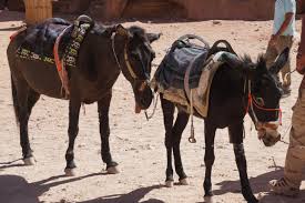 For insertbeanimpl, it looks like what you really want to do is aggregating multiple messages into one. Be A Compassionate Traveler Avoid These Attractions That Use Animals