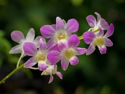 We turn natural flowers into timeless jewellery. Dendrobium Orchid Care Uk Growing Tips Upgardener