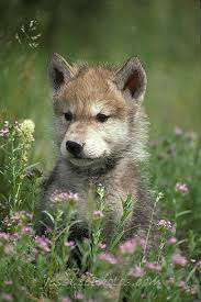 Wolf Pup What Is That Pretty Sweet Smelling Thing Hayvanlar Kurt