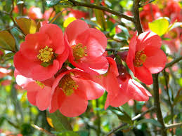 Shrub august beauty gardenia, 1 gallon, lustrous green foliage 4.4 out of 5 stars 424 Quince Texas Scarlet