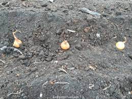 You don't need to plant them very deeply, in fact the top of each one can be pointing out of the soil. How To Plant Onions To Get Big Bulbs