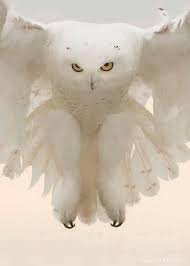 Birds Native To Colorado Springs Mine On Twitter Owl Animals Beautiful Beautiful Birds