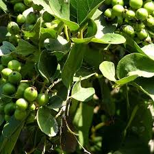 Image result for Cordia myxa