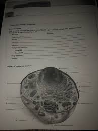 Maybe you would like to learn more about one of these? Leb Marsal Observation Animal Cell Structure Animal Chegg Com