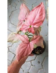 Syngonium Pink Dream House Plants Variegated Plants All Plants