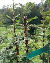 Image result for Nesaea cordata