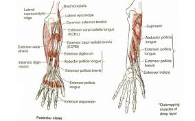The tendons are tough strips of tissue that connect muscles to bones and allow us to move our limbs. Forearm Stretches 6 Easy Simple To Improve Mobility