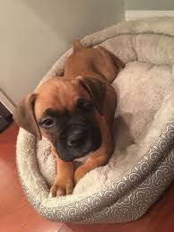 Find boxer puppies and dogs for. Boxer Puppy For Sale In Indianapolis In Adn 52411 On Puppyfinder Com Gender Male Age 8 Weeks Old Boxer Puppies For Sale Boxer Puppy Puppies For Sale