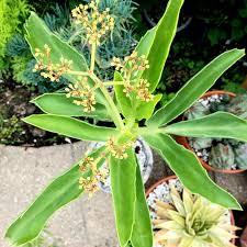 Image result for Cyphostemma schlechteri