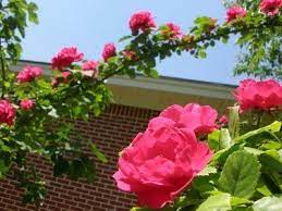 This is a good time to address any diseased or damaged. Pruning Climbing Roses How To Prune Climbing Roses