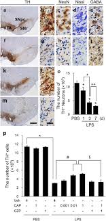 100%(2)100% found this document useful (2 votes). Modulation Of M1 M2 Polarization By Capsaicin Contributes To The Survival Of Dopaminergic Neurons In The Lipopolysaccharide Lesioned Substantia Nigra In Vivo Experimental Molecular Medicine