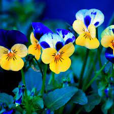 My Ipad Mini Wallpaper The One I Just Liked Pansies Flowers Spring Flowers Wallpaper Flower Wallpaper