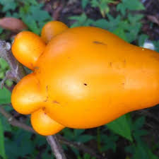 Image result for Solanum mammosum