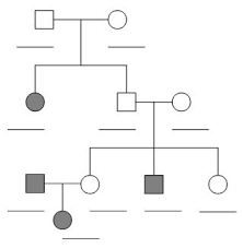 Some of the worksheets for this concept are pedigree work with answer key, human pedigree genetics work answer key, pedigree work answers key pdf, pedigree charts work, name class pedigree work, pedigree chart practice problems and answers, pedigrees practice. Https Content Schoolinsites Com Api Documents D48bec18ec694fa197ee0bf82570a39e Pdf