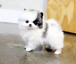 Pomsky puppies for adoption tiny micro teacup pomsky mini pomsky puppies for sale. Baby Teacup Pomeranian White Cuteanimals