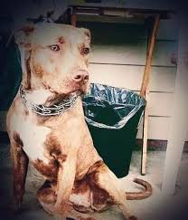 pit bull breed information and photos thriftyfun