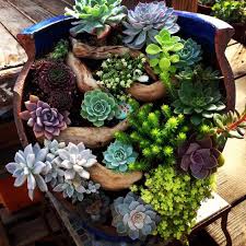 After six days of blockage, the ever given container ship is now fully afloat, free from the bank of the since there are no cranes nearby tall enough to reach the top of the container stacks breaking: Break A Large Pot And Stick Little Ones Inside Love Succulents Broken Pot Garden Succulent Gardening