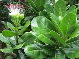 Image result for Lecythidaceae